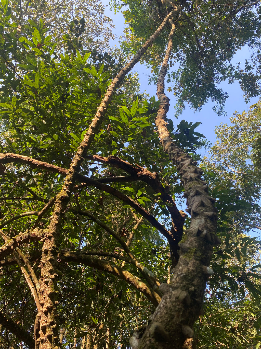 Chitwan safari