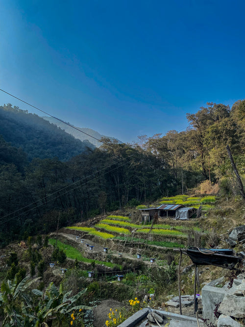 Poon Hill Sunrise Trek
